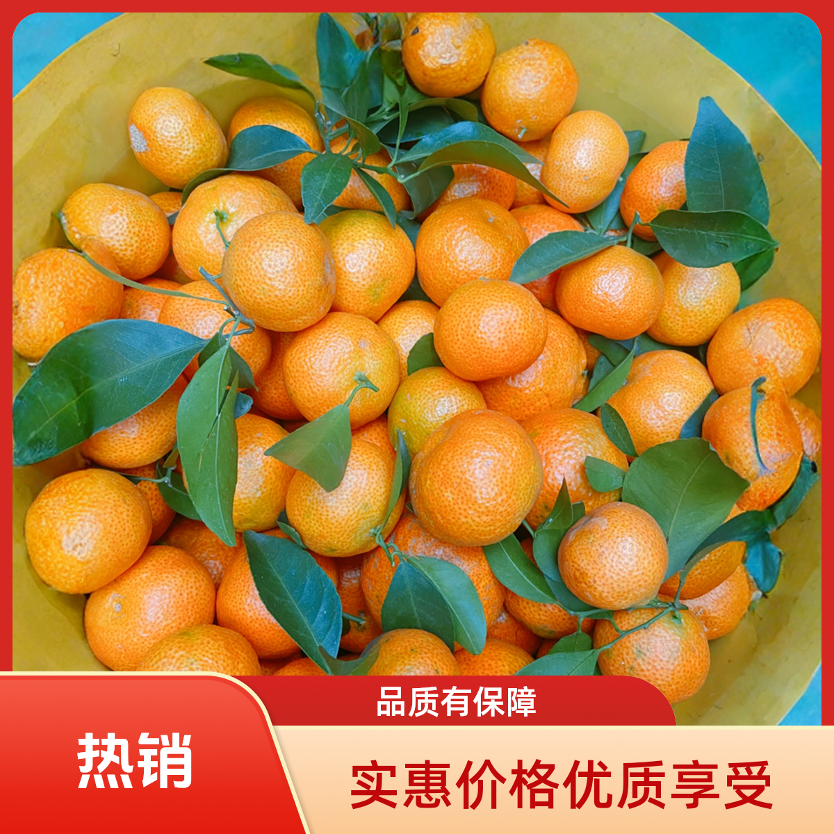 正宗广西西林沙糖桔