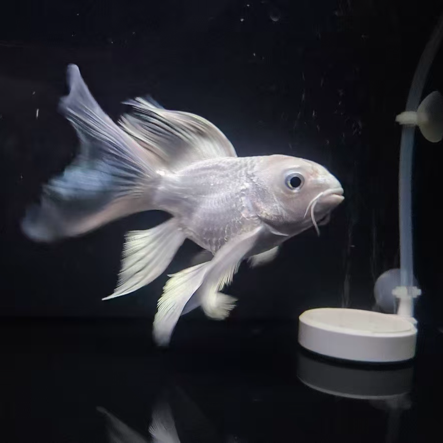 纯种短身球体精品白色蝴蝶鲤