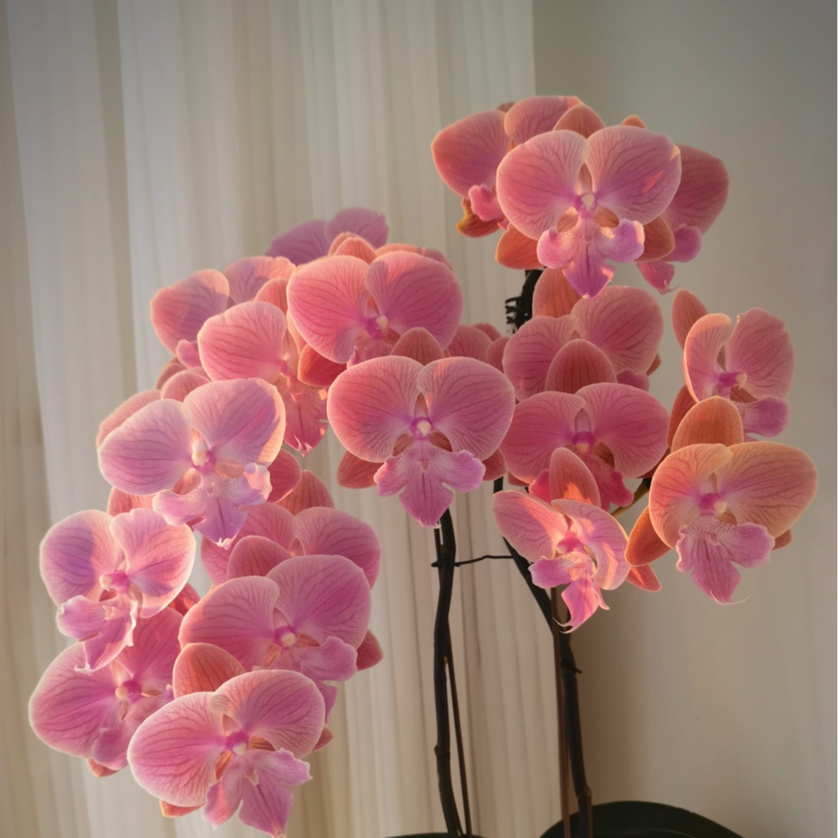 蝴蝶兰【唯美】3.0寸花苗一颗