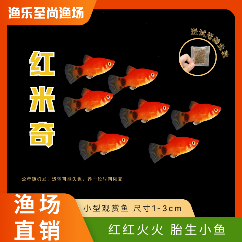 红米奇鱼热带淡水小鱼耐活体观赏鱼玛丽孔雀斑马胎生大肚子金鱼