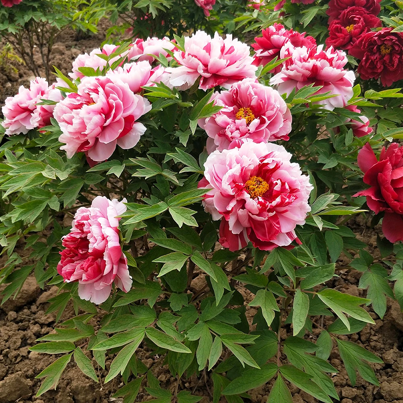  （岛锦）正宗洛阳重瓣牡丹花苗北方耐寒盆栽地栽庭院花卉牡丹苗