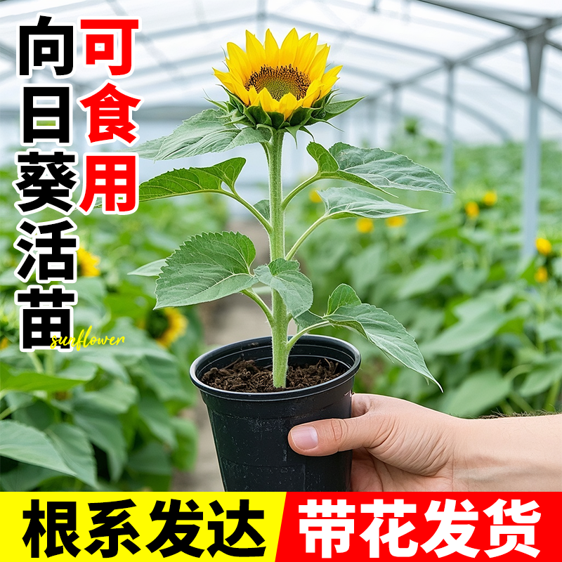 向日葵盆栽带花苞中考高考金榜题名一举夺魁好养活室内花卉绿植物