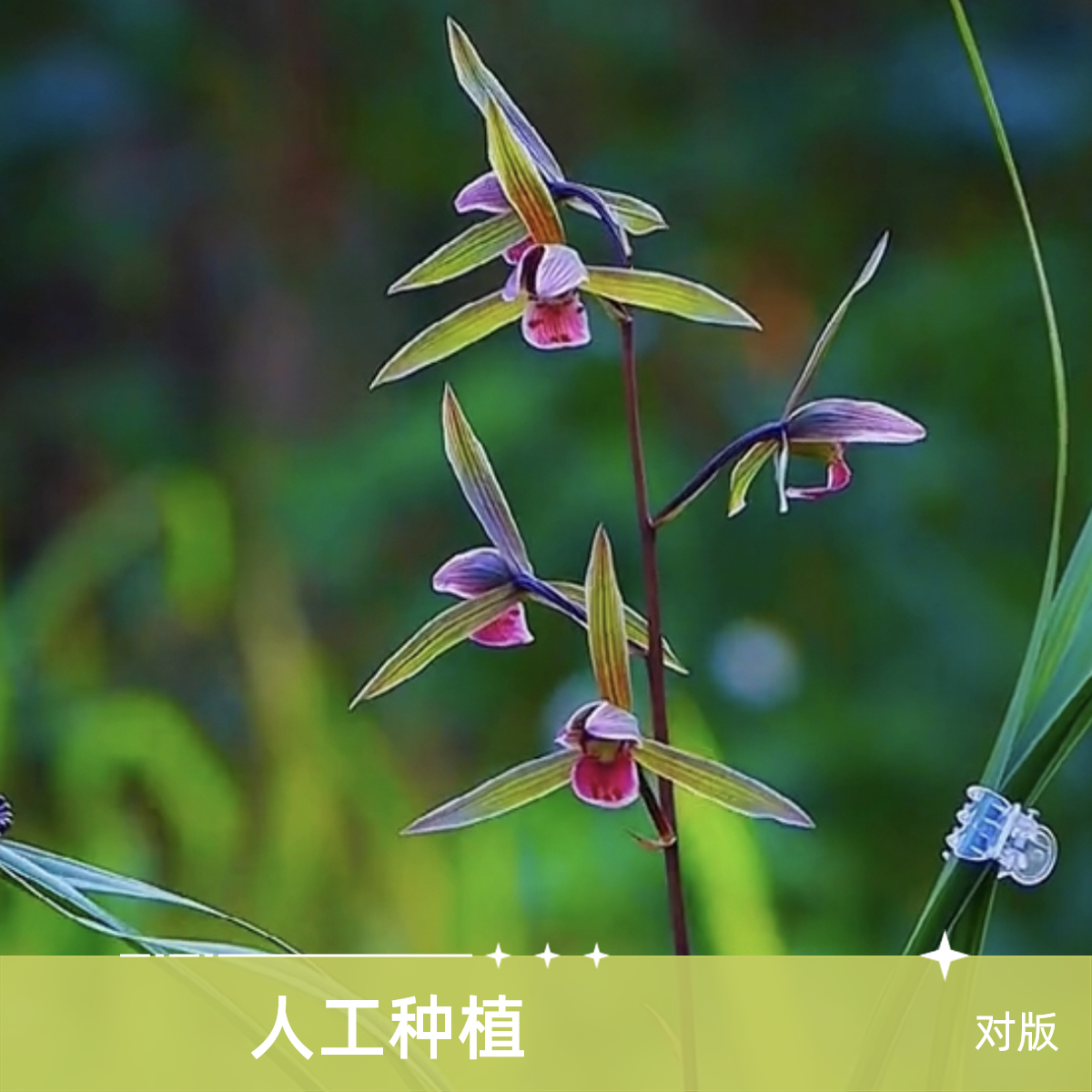 【珍品】寒兰名品 国兰老种2苗 花开浓香 好养易活 对版 人工种植