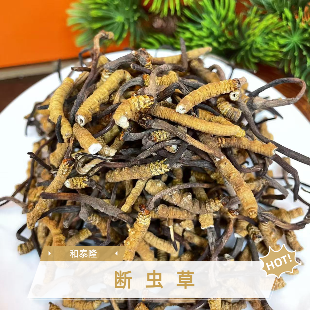 和泰隆 西藏那曲虫草No.0 野孩子适合备孕 月坐妈妈   1-500g