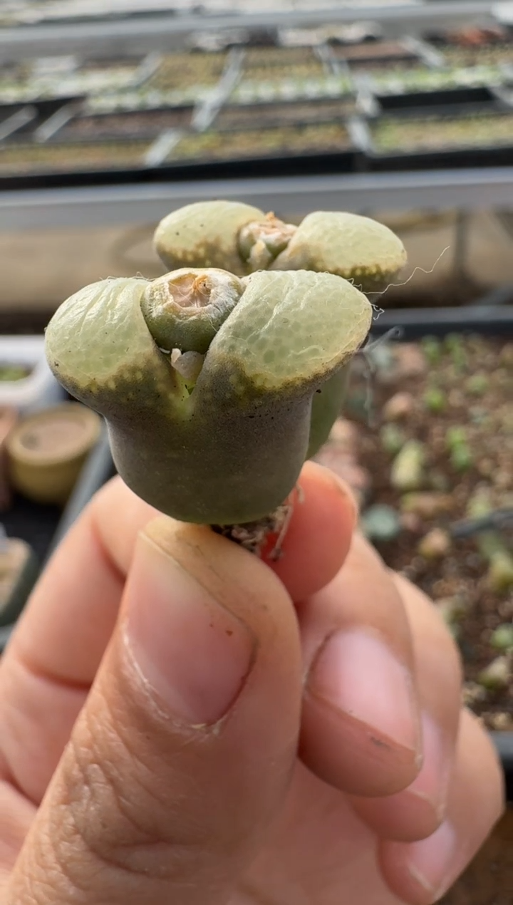 【闪购商品】7-404