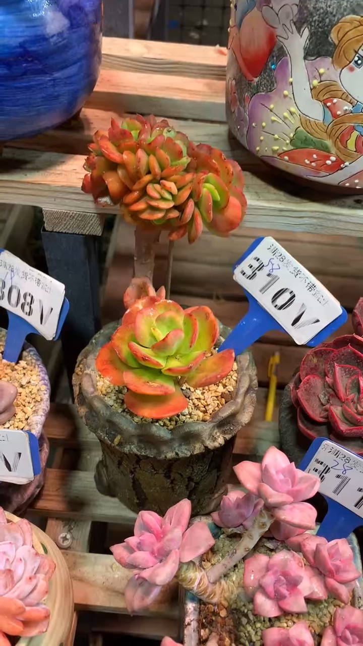 310VVV（满28发货）