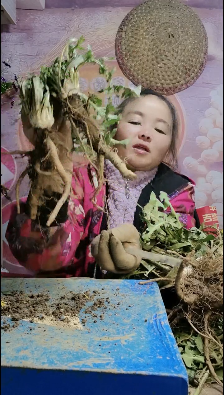 少量花朵（建议范围：2朵-5朵 或40%以下）静*！蒲公英