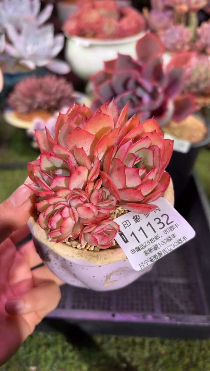 【闪购商品】11132