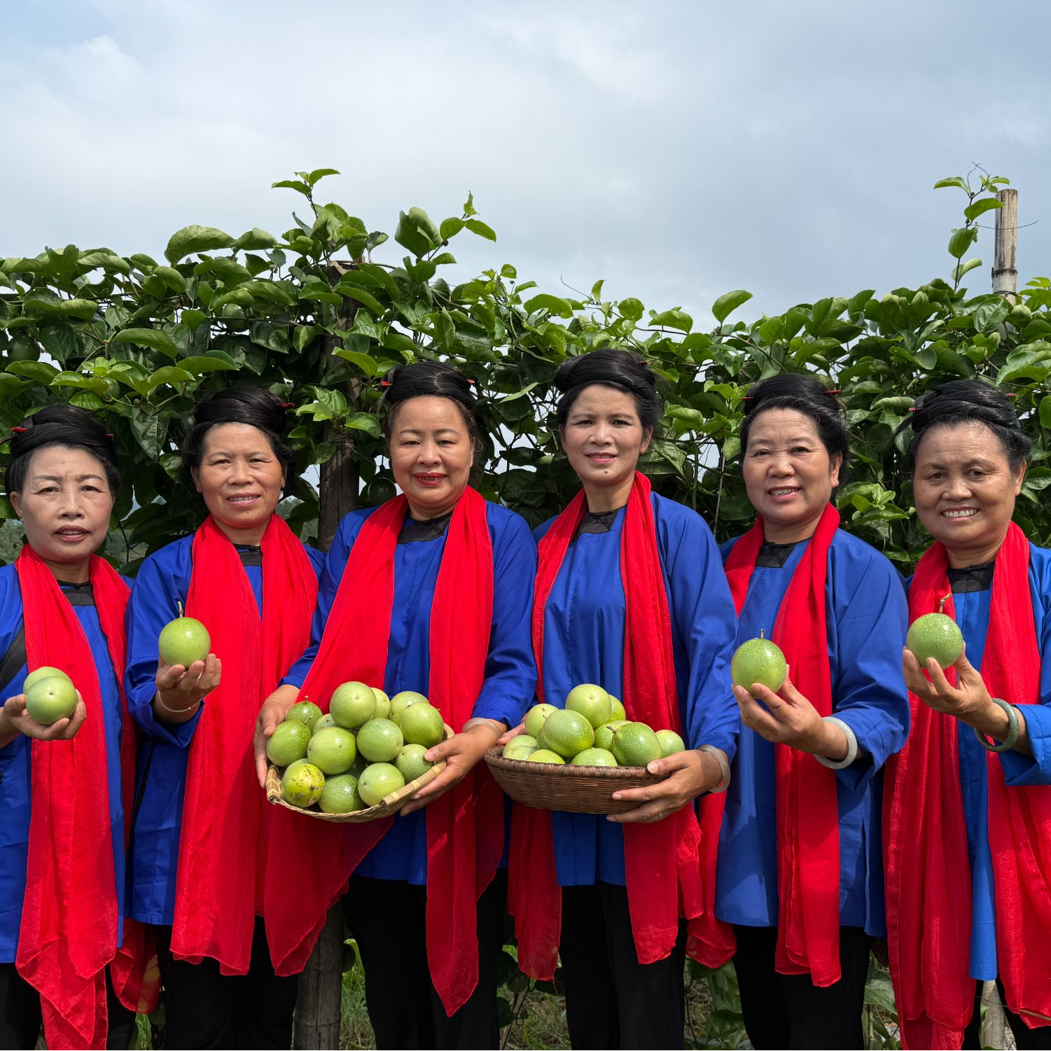月寨嬢嬢团百香果，现摘现发  送开果器