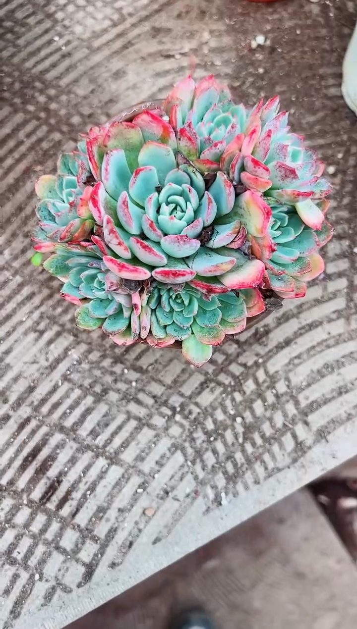 两*多肉植物一物一拍06166