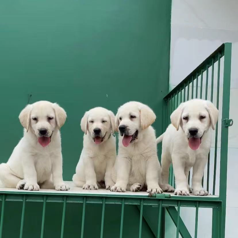 [阿玖家]T狗狗活体