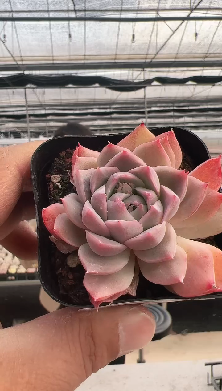 【闪购商品】新款多肉-276