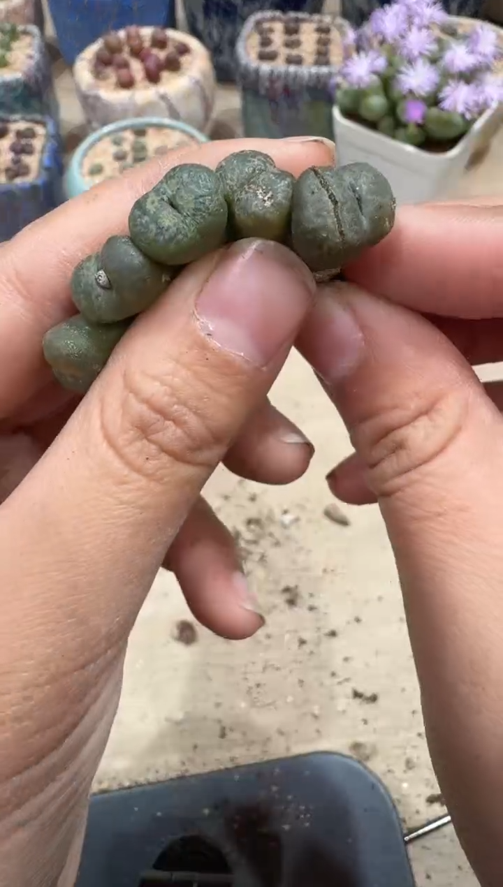 13-8多肉植物肉锥