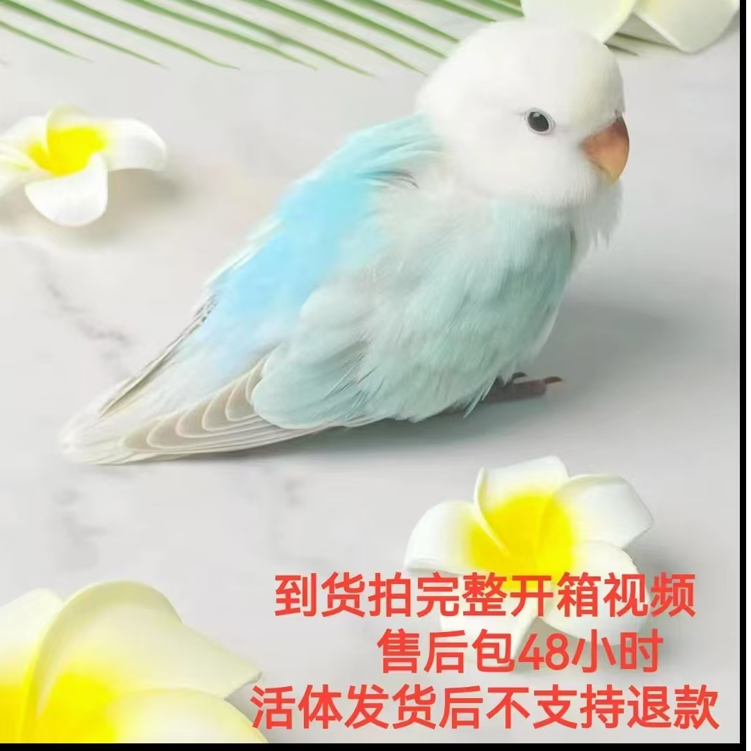 鹦鹉活体牡丹鹦鹉幼鸟半毛牡丹鹦鹉宠物鸟