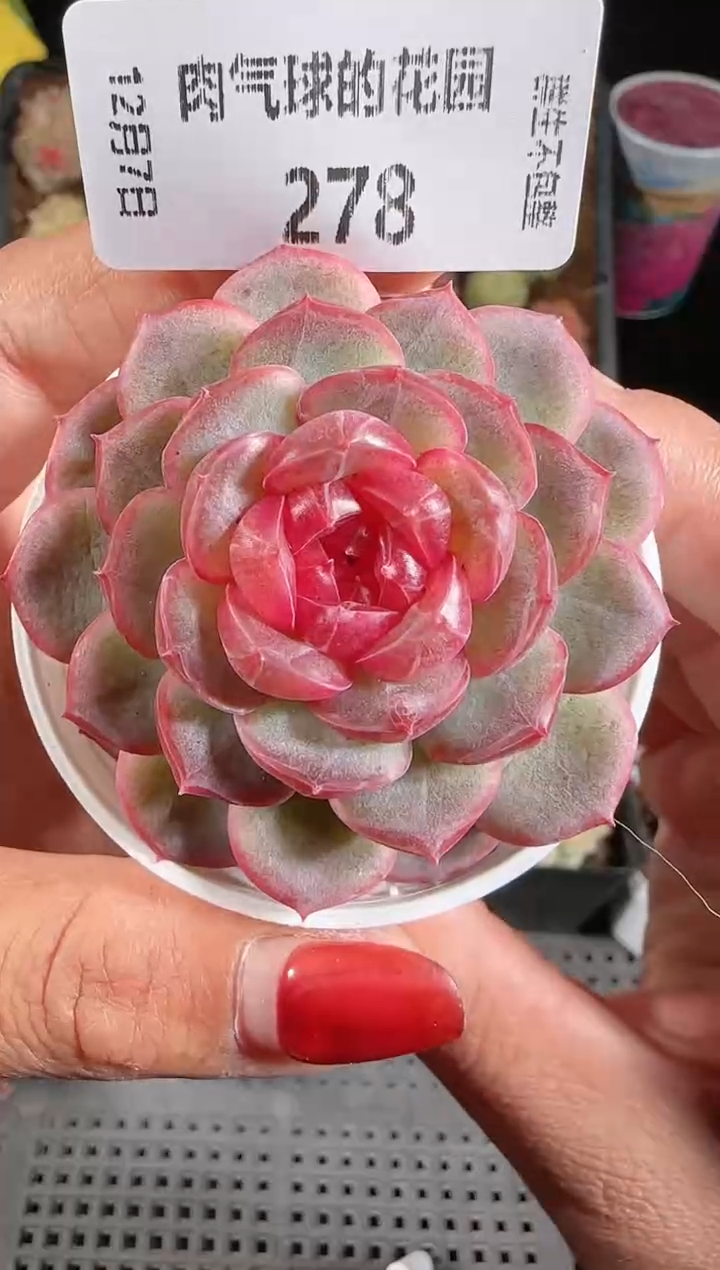 1207-278甘棠多肉群生不包整