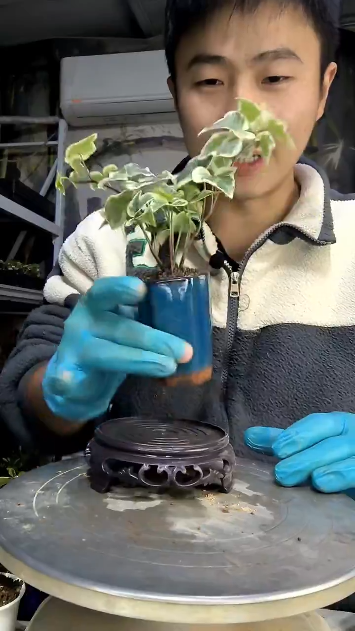 理*乱中青园艺一物一拍花66