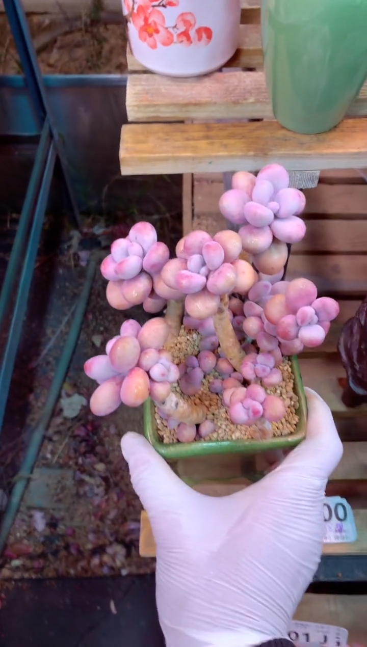 006J（一物一拍，精品多肉，w所见即所得 ）