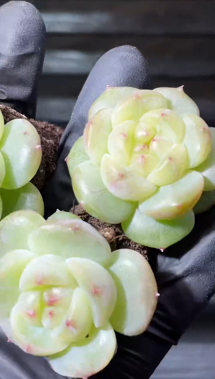 24-54 新翡灯2-3厘米量拍发一颗