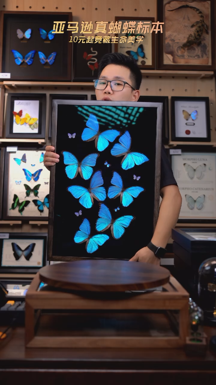 7只大蓝闪+小灰蝶组合