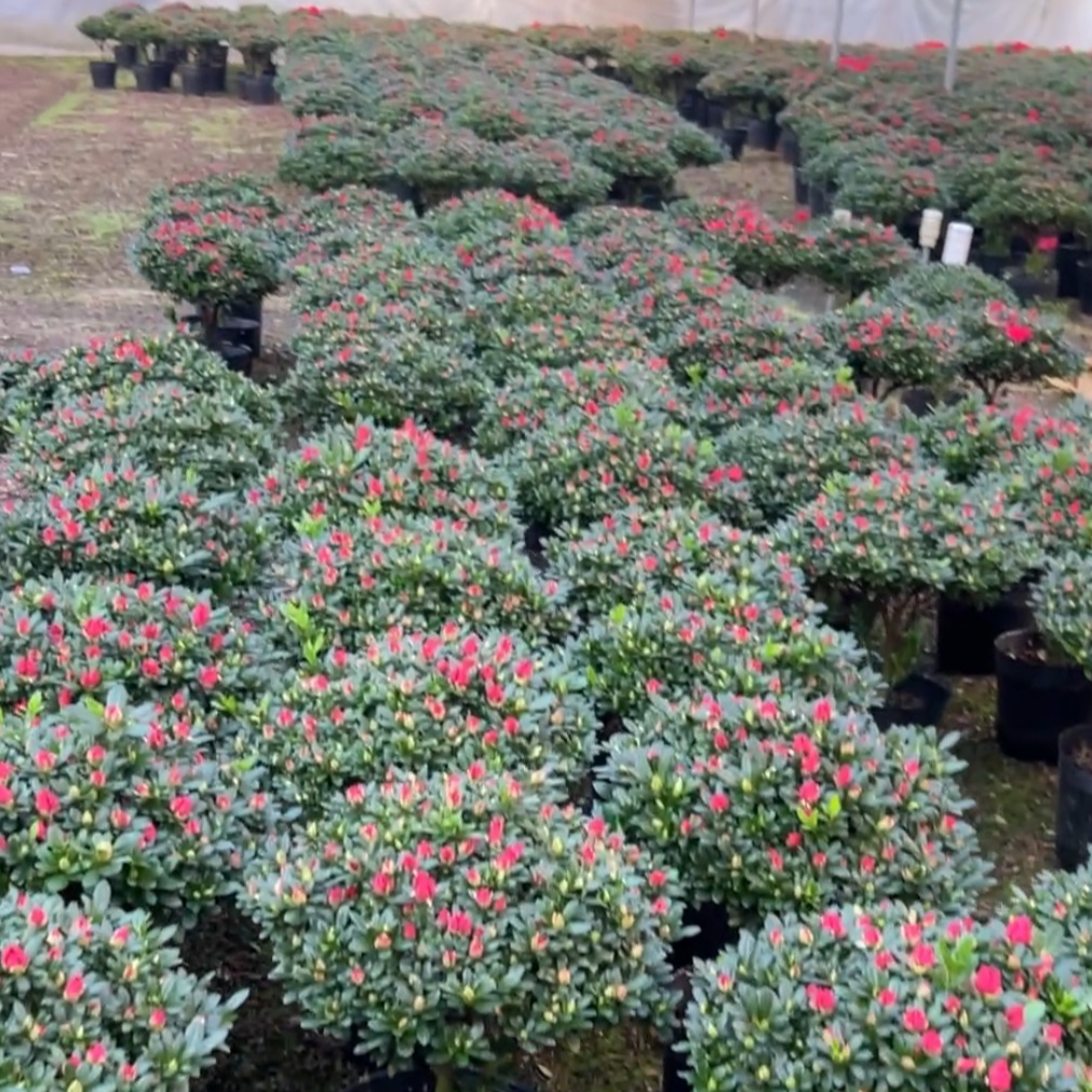 【花苞满满】易活露天苗杜鹃花盆栽室内外好养年宵花