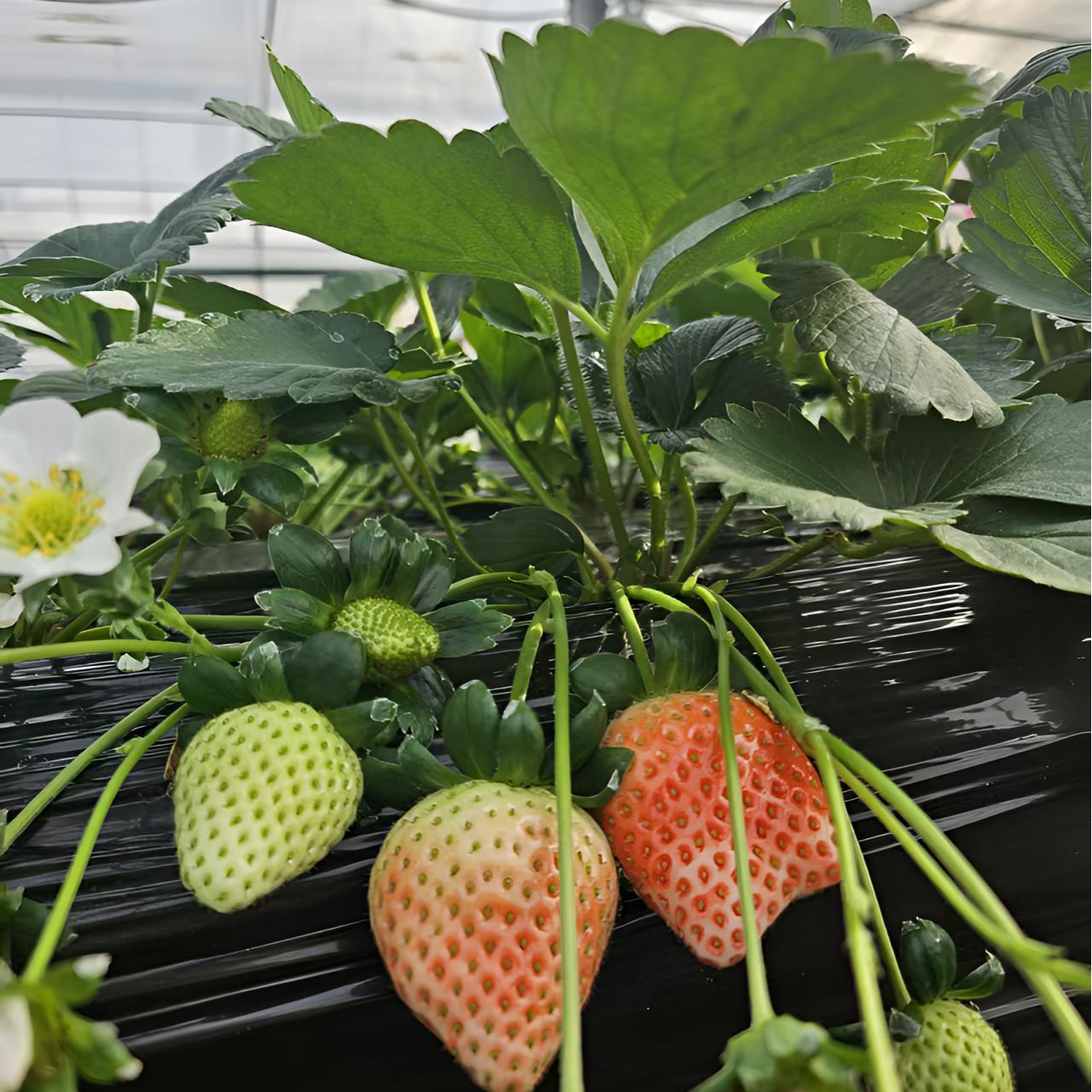 【奶油宁玉】草莓苗带花带果基地现挖现发基质土球南北方室内外好养