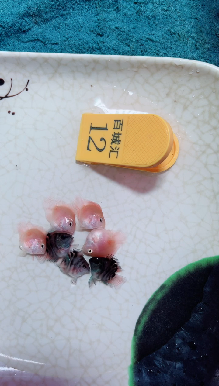 鹦鹉鱼122121212121