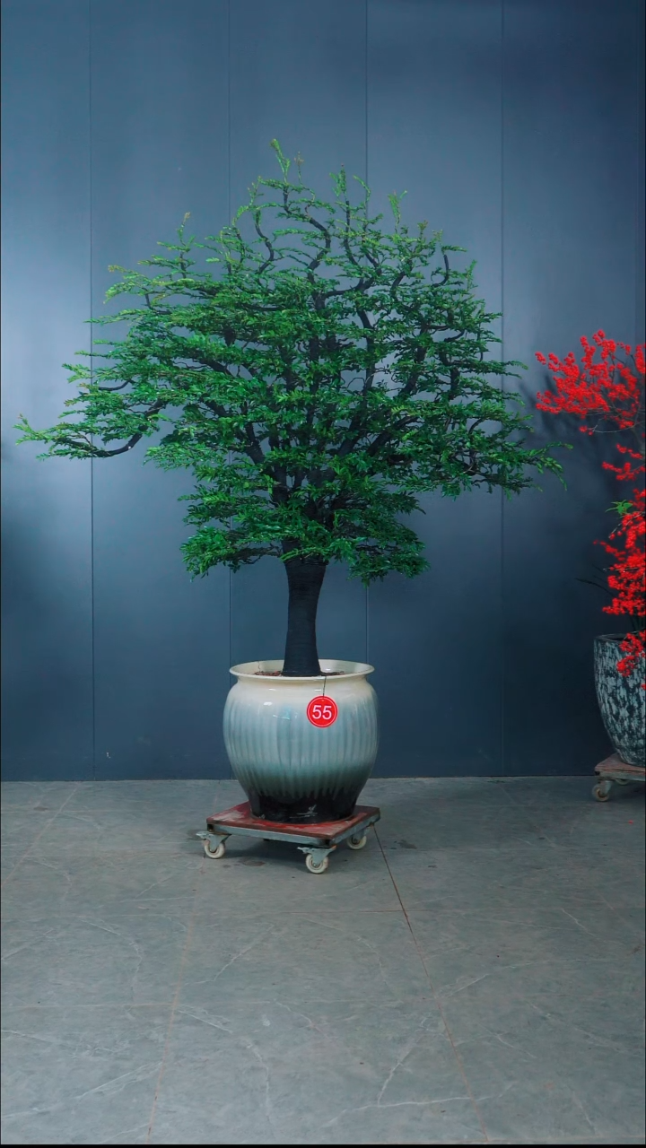 无花朵金*?小叶紫檀55号
