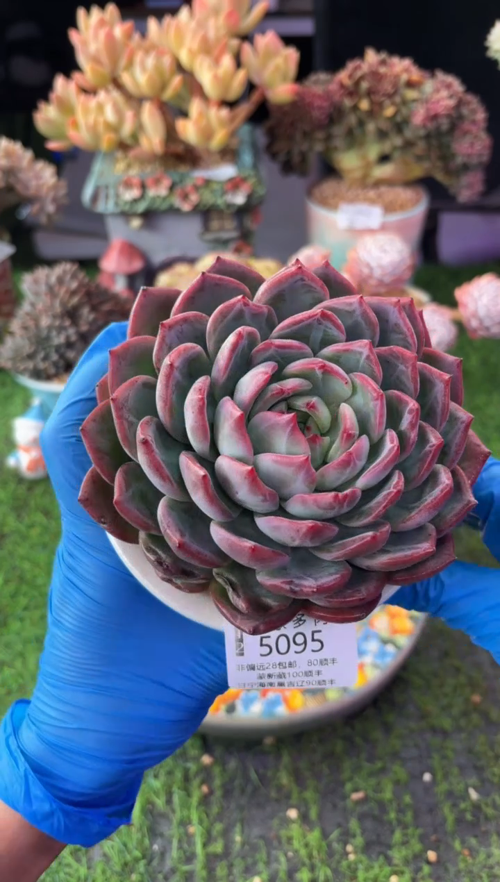 昆明印象多肉5095