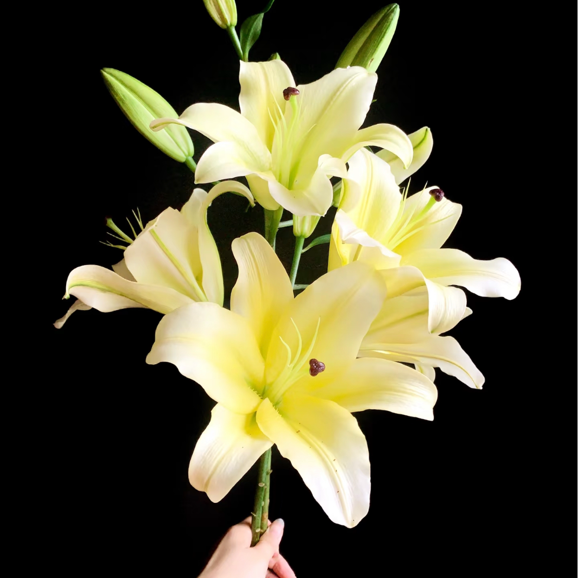 豆豆【黄天霸】家庭同地址两单顺丰或京东送货上门+配草1扎