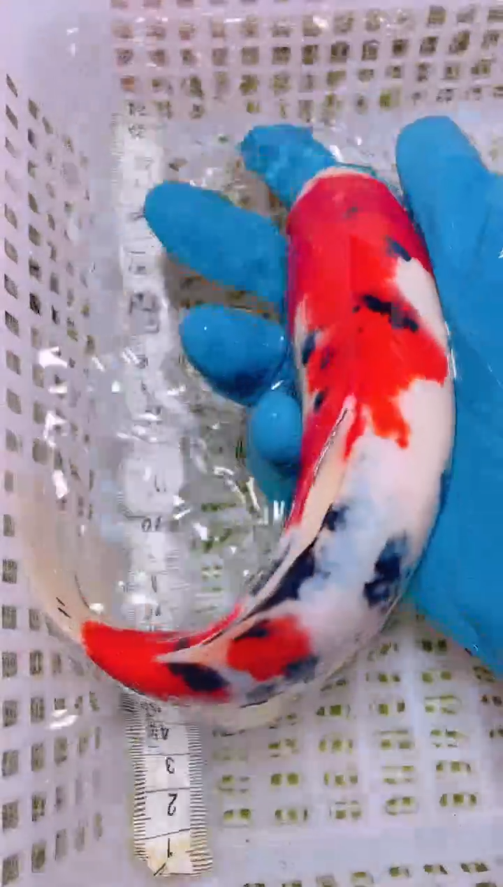 锦鲤冷水观赏鱼全场包邮3