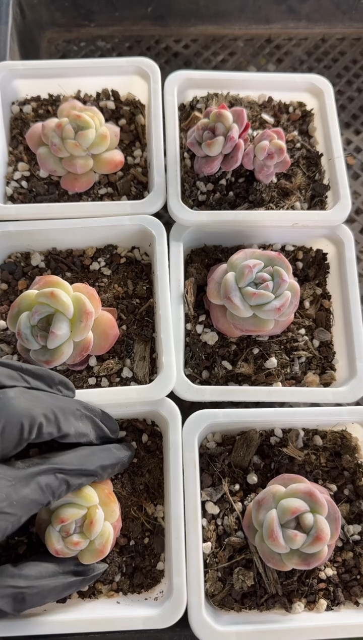 【闪购商品】150号到手6棵--江北多肉