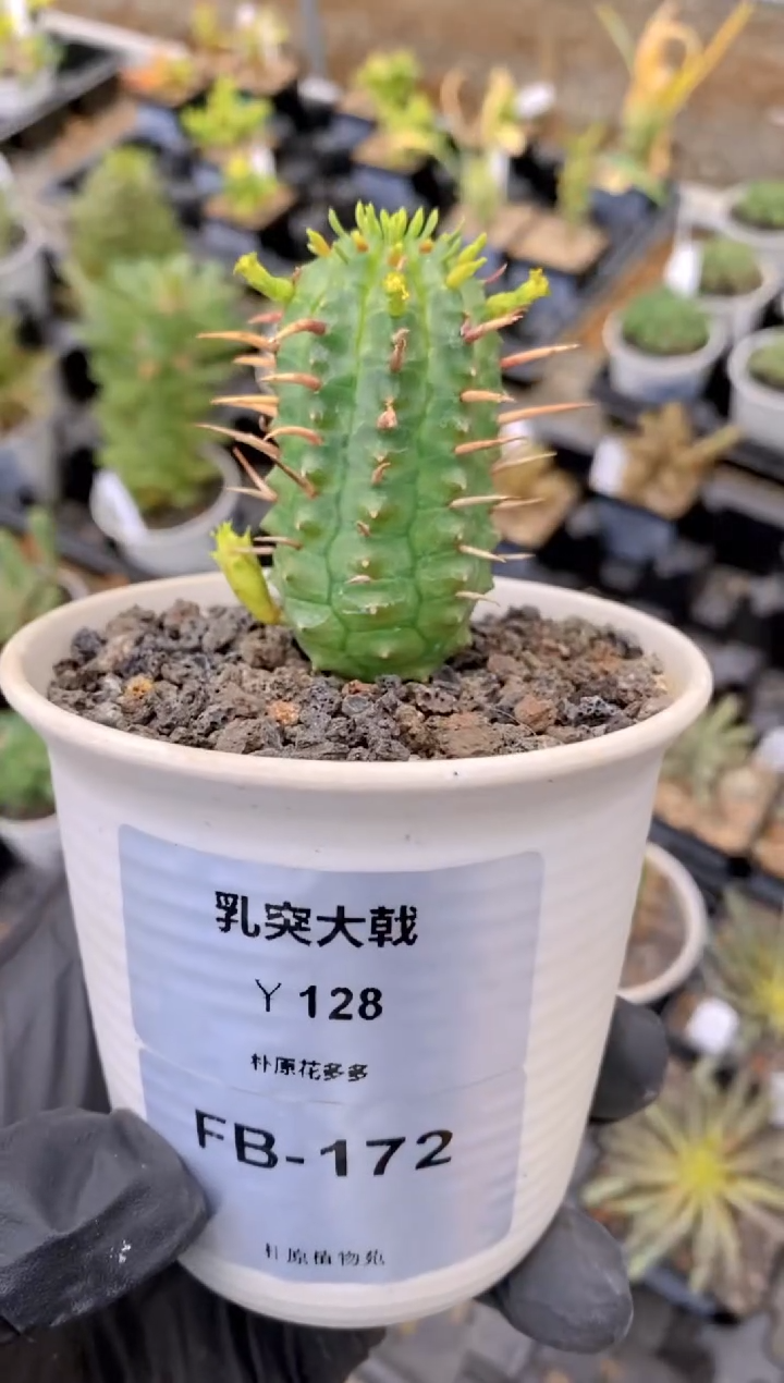 【闪购商品】乳突大戟FB-172