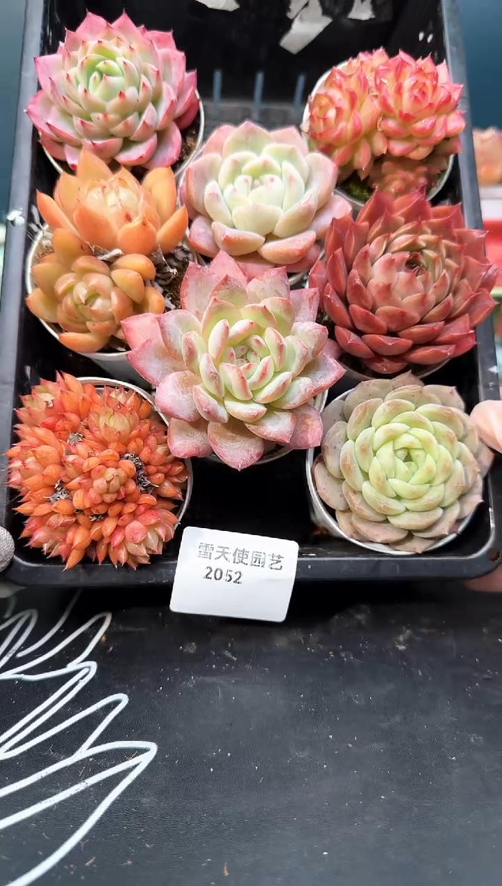 20   52 多肉8   颗 