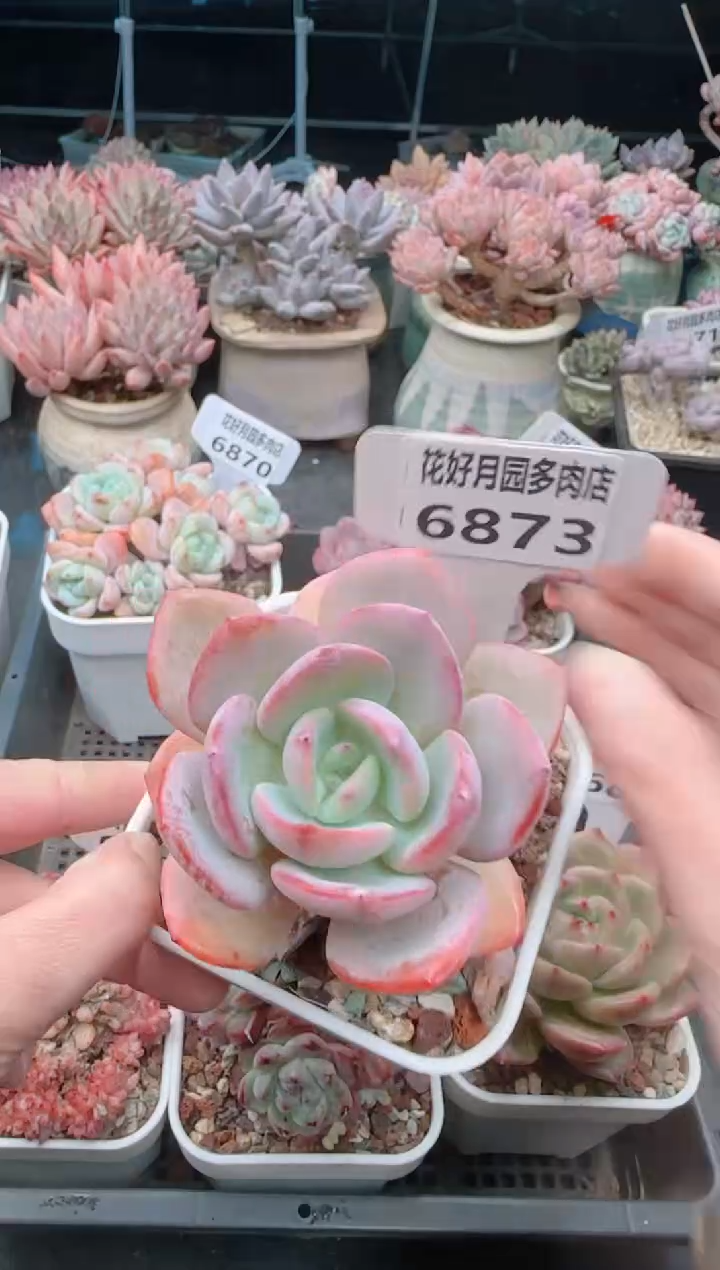 【闪购商品】6873.