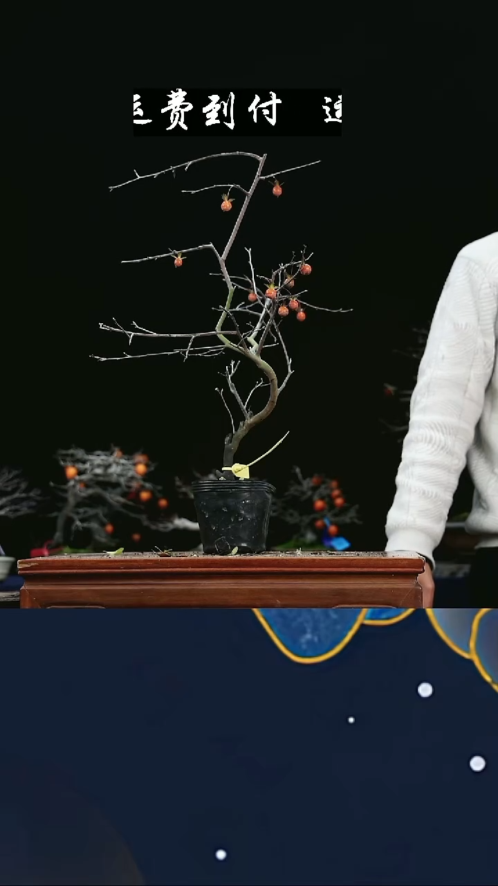 无花朵向**强111358老鸦柿