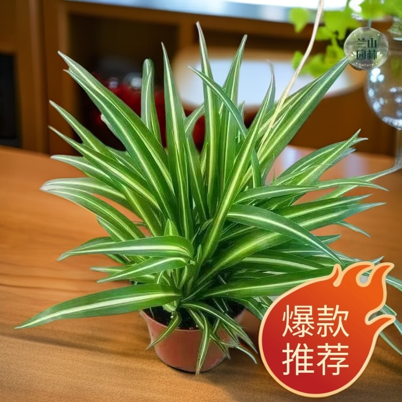 金边金心吊兰盆栽室内阳台四季常青客厅桌面水培垂吊真花卉小盆景