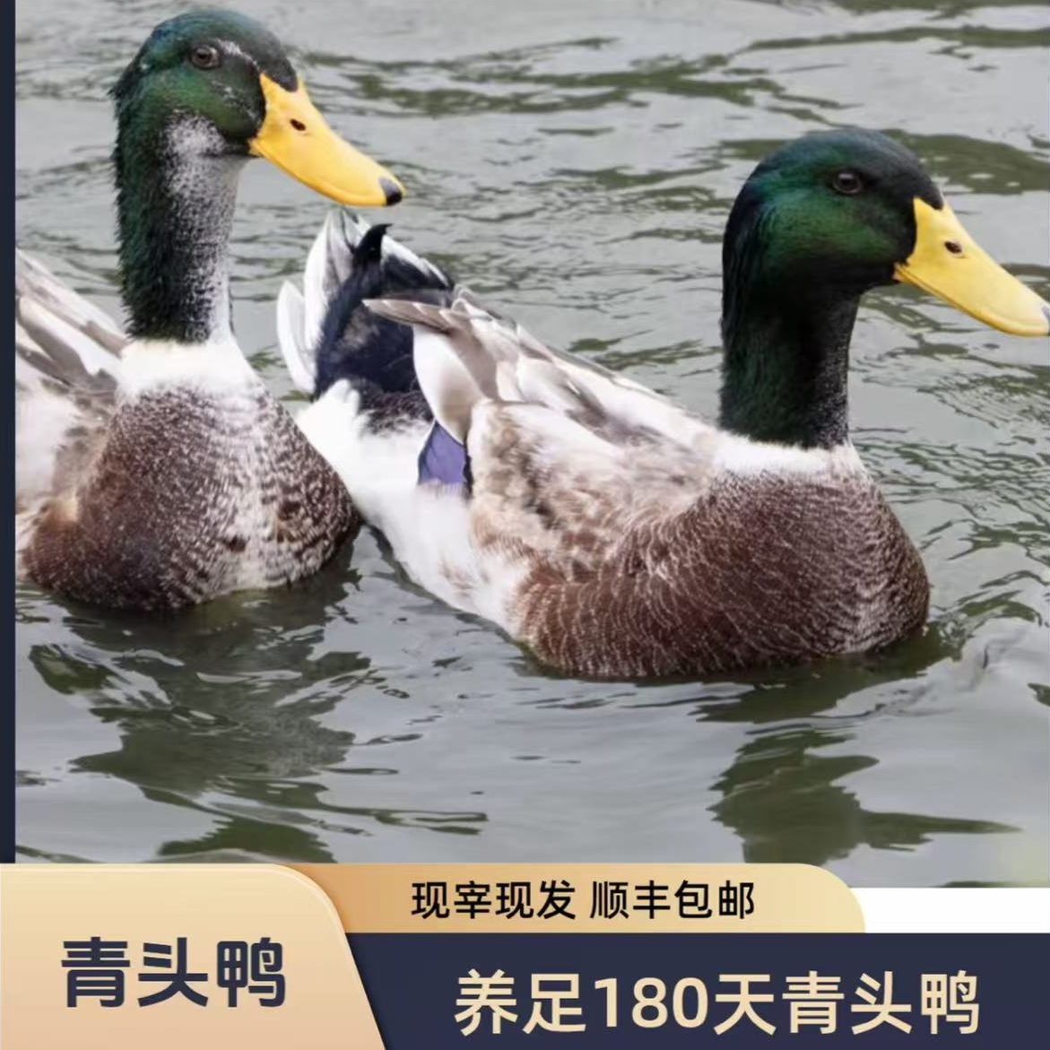 【一只青头鸭】 散养200天以上 五谷杂粮喂养 汤干净发货 包邮到家