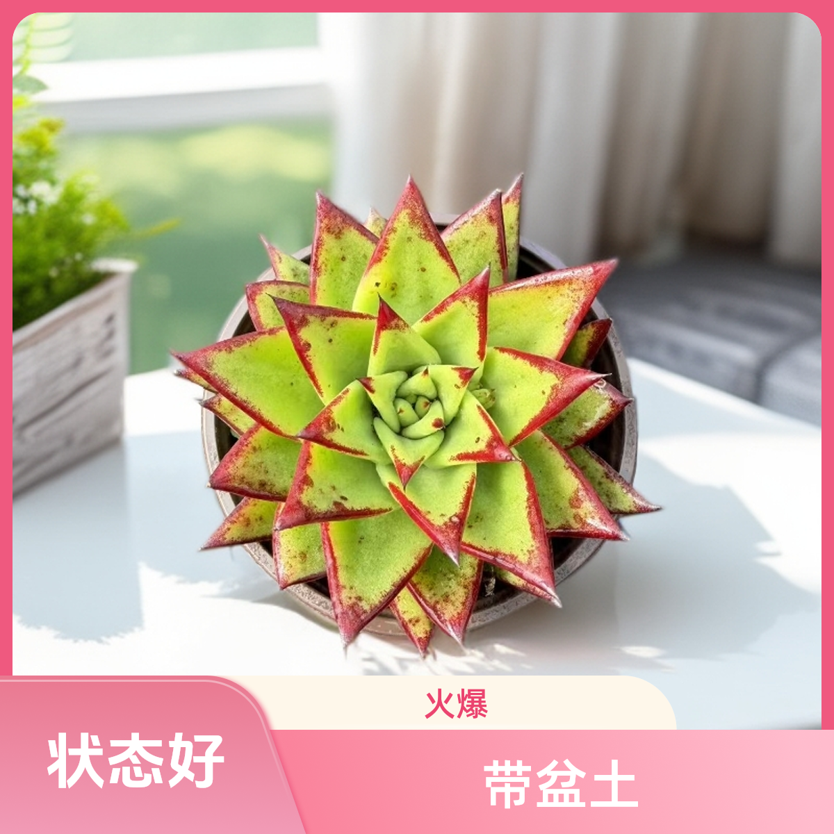 全状态口红带盆土（任意两单包邮）