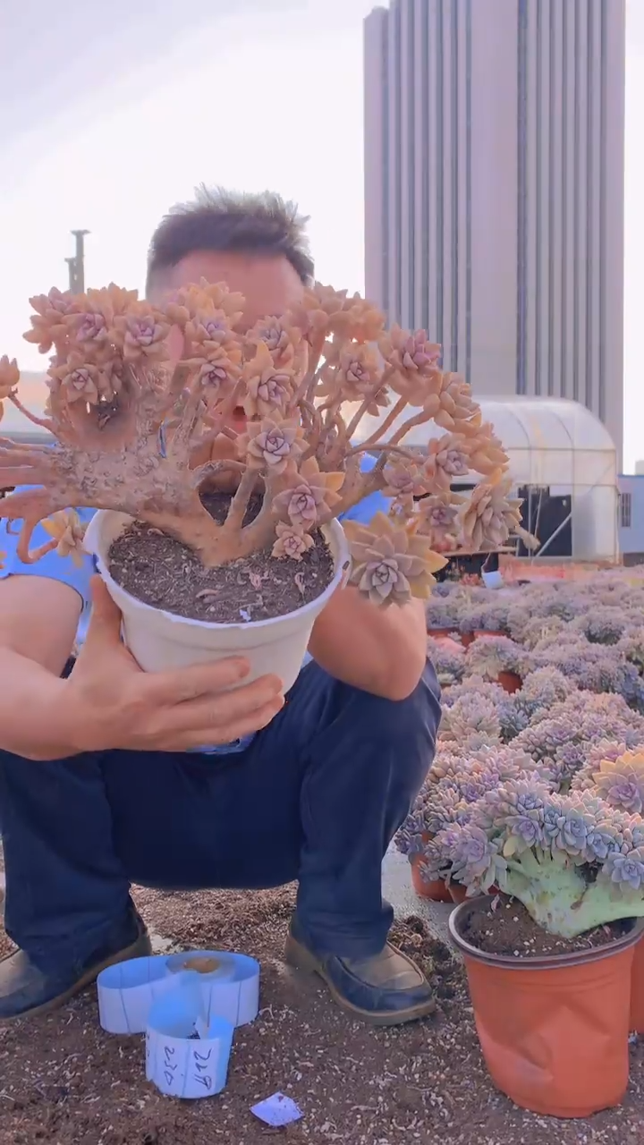 【闪购商品】缀化229