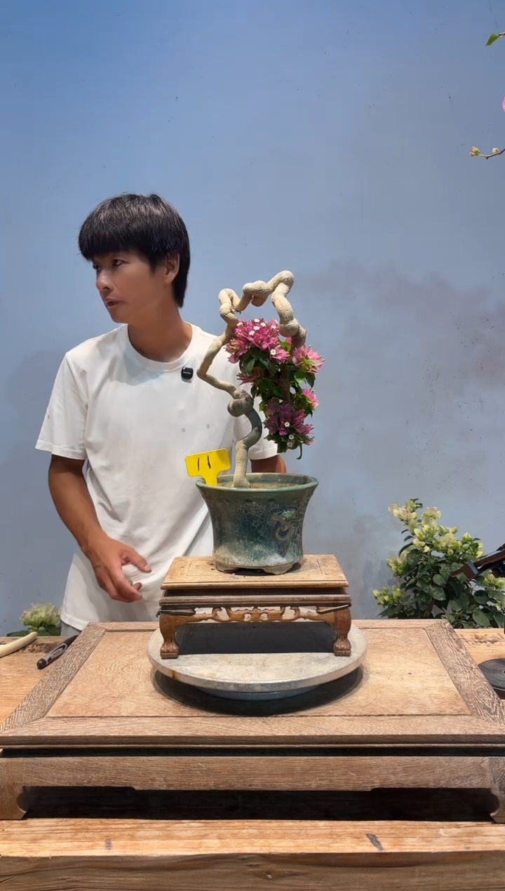 全部花朵凤三角梅11