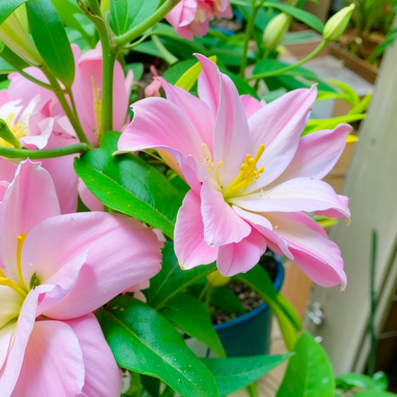 百合花种球伊迪莎香水四季开花好养花卉植物室内鲜花盆栽花种子