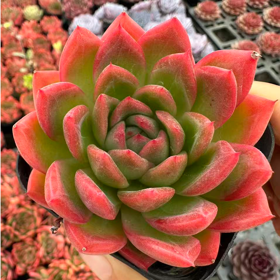 7#开门红多肉植物 前男友精品多肉