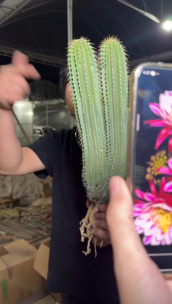 3头起 大凤龙【实生根】