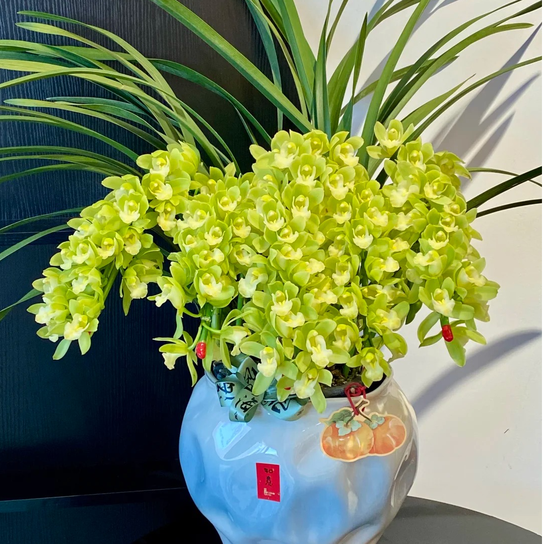 拱兰青苹果 7枝剑 花苞发货 青色 大花蕙兰 年宵花室内阳台 210盆