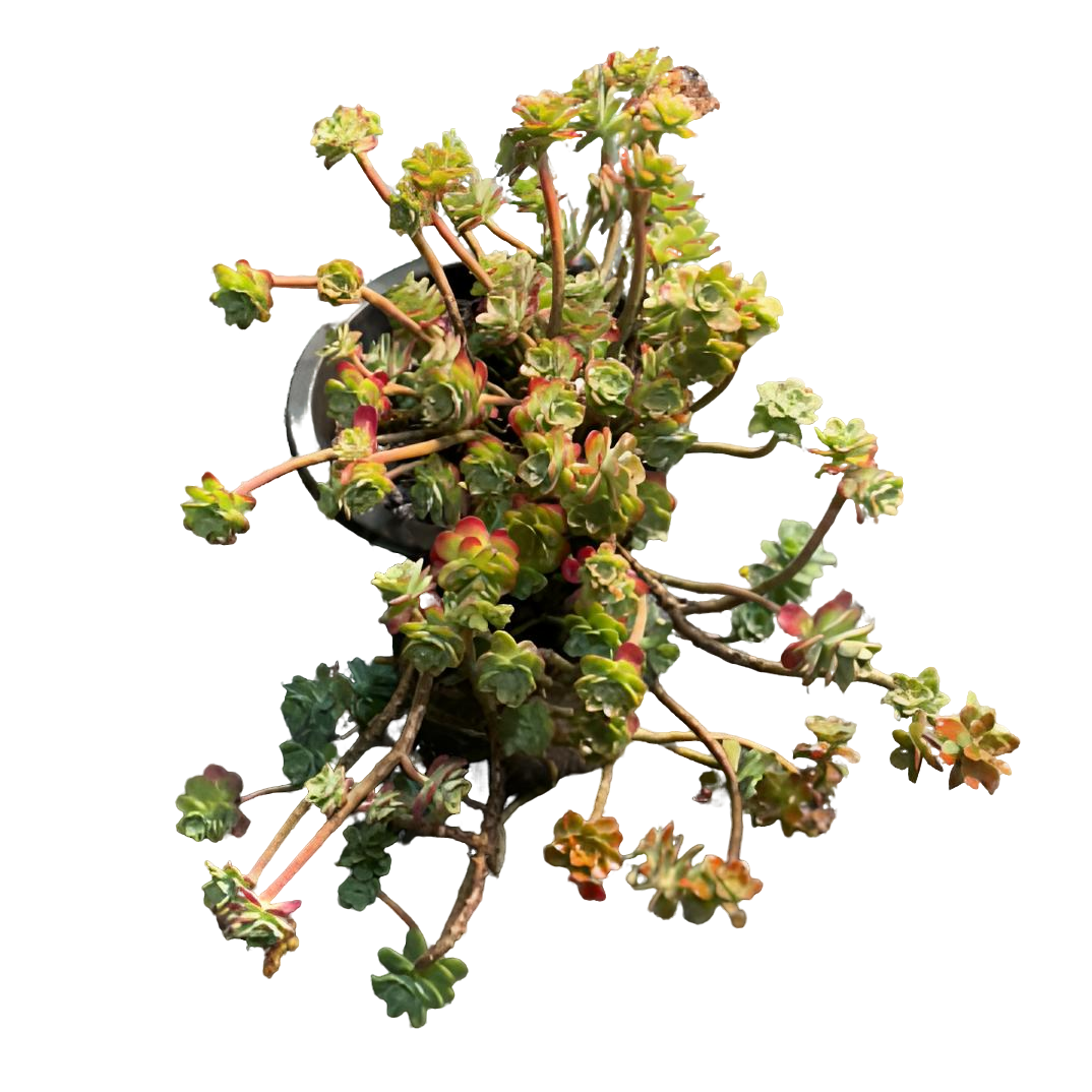 【小号薄化妆】（土球发货25cm）圆叶老桩精品盆栽控养飘枝造型多肉