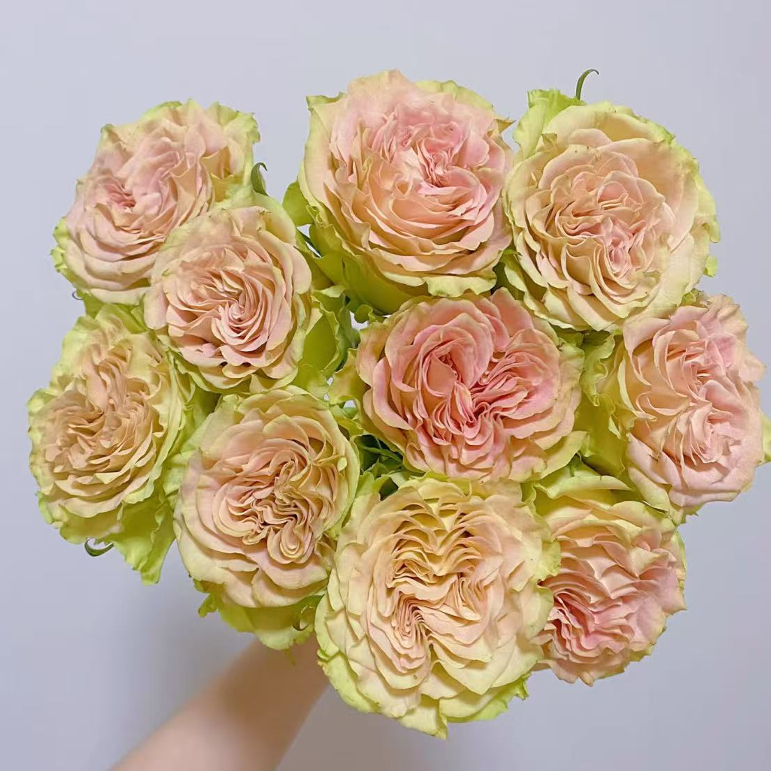 【一品花集】【上官婉儿】单头玫瑰 云南昆明基地发货家用鲜花