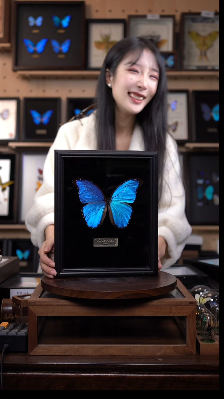 大蓝闪蝶黑绒底版10寸欧式框（带证书）