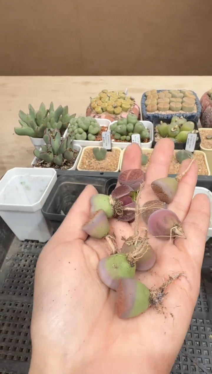 30-39多肉植物肉锥