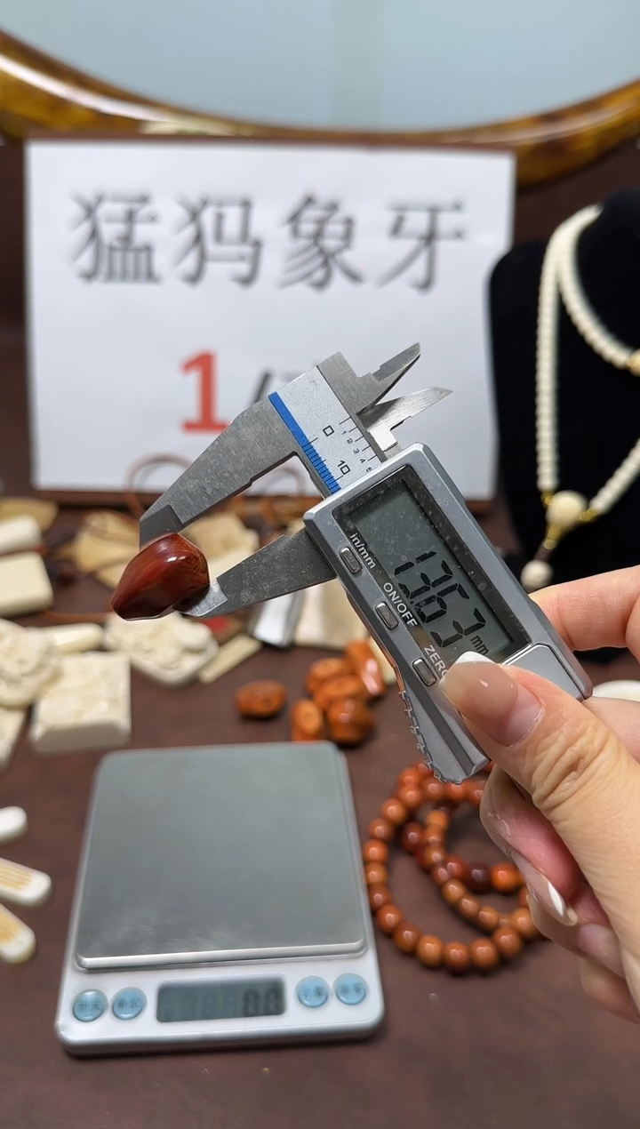 猛犸猪肝红鲨鱼背三通05