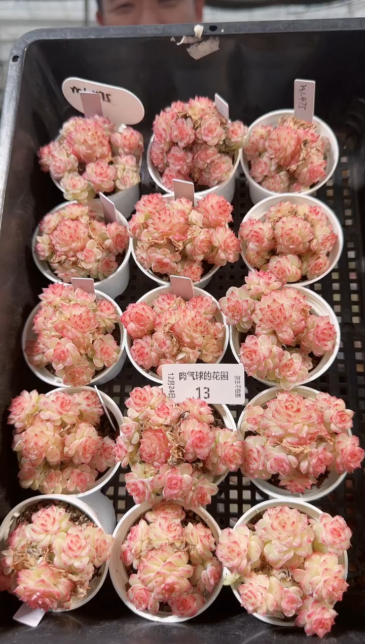 1224-13m1-475多肉量拍任意发一颗群生不包整